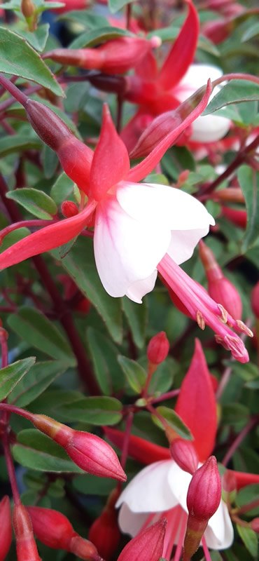 Bush Varieties - Roualeyn Fuchsias - North Wales Fushsia Garden Nursery