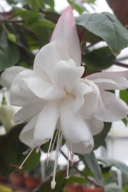 WHITE KING