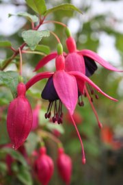 DebRons-Blackberry-Jeli