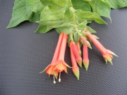 SPECIOSA
