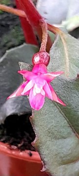 F. JIMENZII