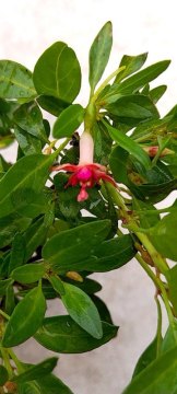 f. lycoides