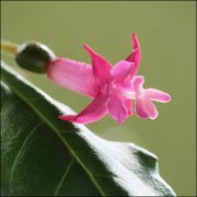 f-microphylla-ssp-chiapensis