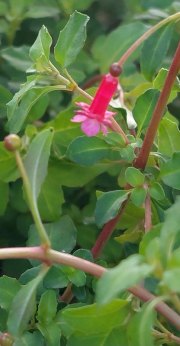 f. MICROPHYLLA