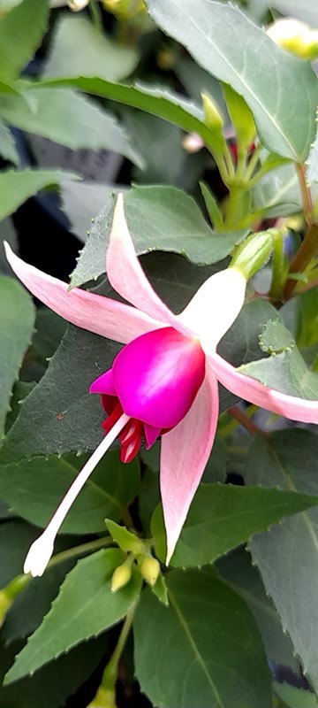 Gordon's Varieties - Roualeyn Fuchsias - North Wales Fushsia Garden Nursery