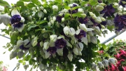 deep-purple
