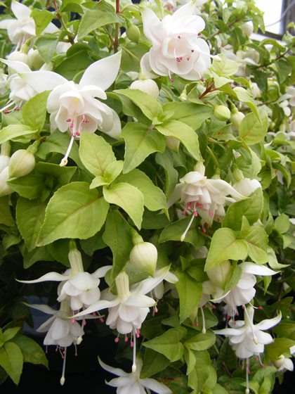 Roauleyn's White Gold