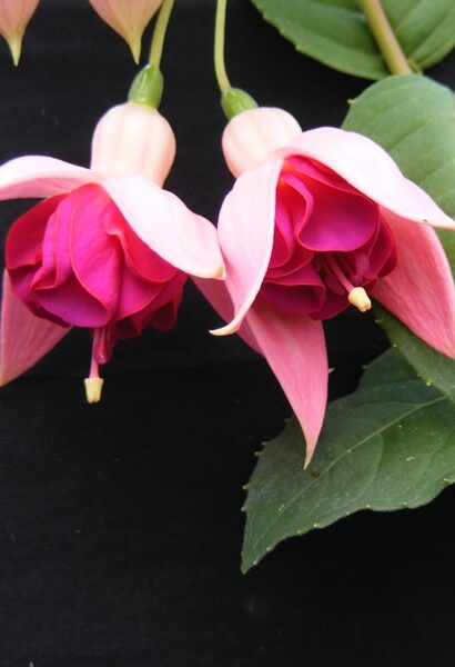 GARDEN NEWS